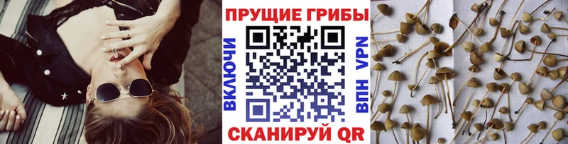 Галлюциногенные грибы MAGIC MUSHROOMS  Нижний Тагил 